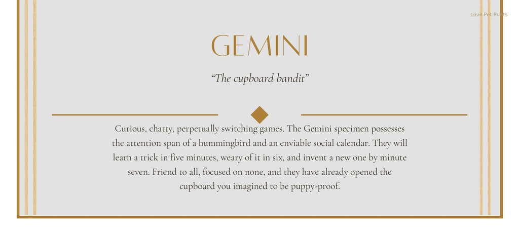 Gemini Border Collie — Dog Zodiac Print | Instant Download